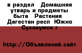  в раздел : Домашняя утварь и предметы быта » Растения . Дагестан респ.,Южно-Сухокумск г.